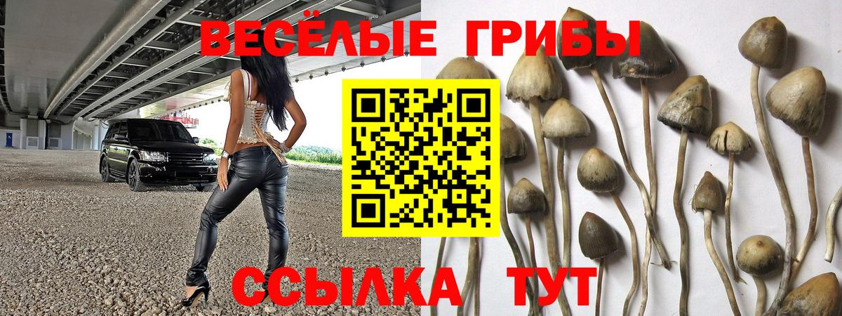 Галлюциногенные грибы Psilocybine cubensis Сибай